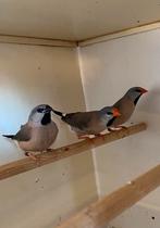 Spitsstaarten, binsen, zwartwang zebravink, goulds, meeuwen, Dieren en Toebehoren, Vogels | Overige Vogels, Meerdere dieren, Geringd