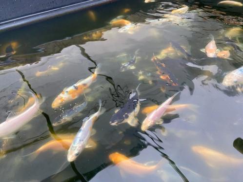 Jonge koi karpers cica 500 zie beschrijving, Dieren en Toebehoren, Vissen | Vijvervissen, Karper of Koi