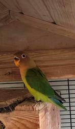 Agapornis jong., Geslacht onbekend, Dwergpapegaai of Agapornis