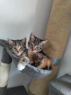Kittens kruising, Dieren en Toebehoren, Katten en Kittens | Overige Katten, Meerdere dieren