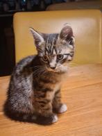 Te koop mooie lieve kittens., Dieren en Toebehoren, Katten en Kittens | Raskatten | Korthaar, Meerdere dieren, Ontwormd