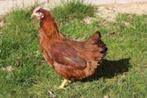 Rhode Ishlander kippen., Dieren en Toebehoren, Pluimvee, Vrouwelijk, Kip