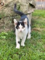Oudere kittens, Dieren en Toebehoren, Katten en Kittens | Overige Katten, Meerdere dieren, Kortharig, 0 tot 2 jaar