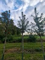Mooi malus red sentinel boom, Ophalen, Lente, Volle zon, Overige soorten