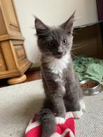 Maincoon kittens, 0 tot 2 jaar