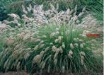 Pennisetum - Lampepoetsersgras, Ophalen, Zomer, Overige soorten, Volle zon