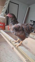 Gratis Prachtige wyandotte Krielhaan 15 weken oud, Dieren en Toebehoren, Pluimvee, Mannelijk, Kip