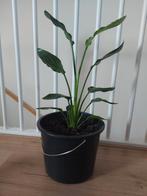 Strelitzia Reginae | Paradijsvogelbloem | 75cm, Huis en Inrichting, Kamerplanten, Ophalen