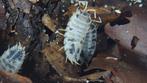 pissebedden - isopods - 30 stuks € 7,50 - 100 stuks € 17,50, Overige soorten