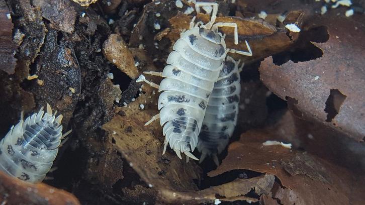 pissebedden - isopods - 30 stuks € 7,50 - 100 stuks € 17,50, Dieren en Toebehoren, Insecten en Spinnen, Overige soorten