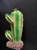 Decoratie cactus voor in het terrarium, Dieren en Toebehoren, Reptielen en Amfibieën | Toebehoren, Ophalen of Verzenden, Gebruikt
