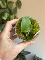 Scindapsus tattoo, plantje uit wetstick, Huis en Inrichting, Kamerplanten, Ophalen of Verzenden, Halfschaduw, Minder dan 100 cm