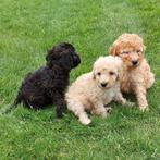 Mini labradoodle pups F3, Dieren en Toebehoren, Honden | Retrievers, Spaniëls en Waterhonden, Nederland, Overige rassen, CDV (hondenziekte)