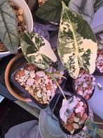 Alocasia Frydek Variegata stek actieve groei, Huis en Inrichting, Kamerplanten, Ophalen, Halfschaduw, Minder dan 100 cm