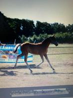 New forest hengstveulen, Dieren en Toebehoren, Pony's, Niet van toepassing, Springpony, 0 tot 2 jaar, Hengst