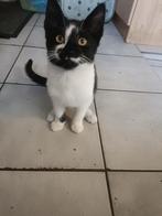 Katertje, Dieren en Toebehoren, Katten en Kittens | Raskatten | Korthaar, Kater