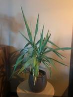 Yucca plant inclusief pot, Tuin en Terras, Planten | Tuinplanten, Ophalen, Overige soorten, Volle zon