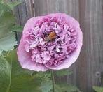 Zaden van een LILA PAPAVER., Tuin en Terras, Bloembollen en Zaden, Ophalen of Verzenden, Voorjaar, Zaad, Volle zon