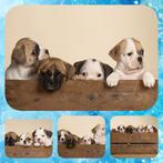 Retromops pups, Dieren en Toebehoren, Rabiës (hondsdolheid), 8 tot 15 weken, Bulldog, Meerdere