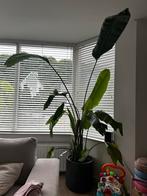 Strelitzia Nicolai 250 cm - Kamerplant, Huis en Inrichting, Kamerplanten, Ophalen, 200 cm of meer, Overige soorten, In pot
