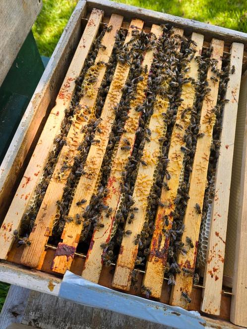 Zachtaardige Carnica bijenvolk f1 bijen los of met kast, Dieren en Toebehoren, Insecten en Spinnen, Bijen