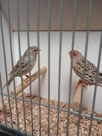 Mooi koppel rood agaat mozaïek kanaries, Dieren en Toebehoren, Vogels | Kanaries, Meerdere dieren, Kleurkanarie
