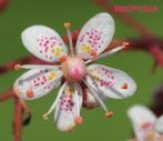 Tk: Schildersverdriet  Saxifraga x urbium, Ophalen, Bodembedekkers, Vaste plant, Halfschaduw