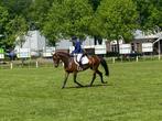 8 jarige merrie Bordeaux x welthit Il top braaf, Merrie, Gechipt, Dressuurpaard, 170 tot 175 cm