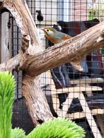 Prachtig koppel Japanse Nachtegaaltjes, Dieren en Toebehoren, Vogels | Overige Vogels, Meerdere dieren, Tropenvogel, Geringd
