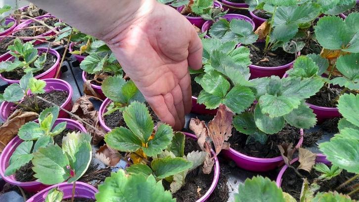 Jonge aardbei planten/stekjes, Tuin en Terras, Kweekspullen, Nieuw, Overige typen, Ophalen