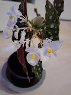 Mooie bloeiende begonia maculata, Huis en Inrichting, Kamerplanten, Ophalen, Halfschaduw, Minder dan 100 cm