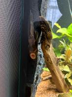 Algeneters pleco, Vis