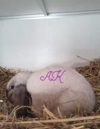 Zeldzaam Kleurslag onder de nhd Nederlandse hangoordwerg, Dieren en Toebehoren, Konijnen, Mannelijk