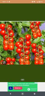 Tomaatjes, heel zoete minitomaatjes, Zomer, Fruitplanten, Ophalen, Eenjarig