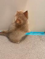 Britse korthaar kittens golden shaded, Dieren en Toebehoren, Ontwormd