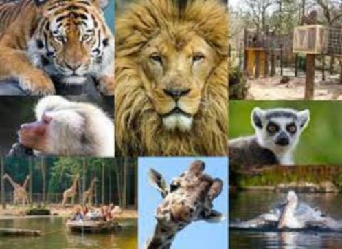 Dierenpark Amersfoort 20% korting p.p. max. 4 personen, Tickets en Kaartjes, Recreatie | Dierentuinen, Kortingskaart