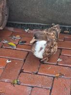 3 kwakers, Dieren en Toebehoren