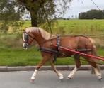 Lieve, knappe welsh A (b-pony) ruin, Dieren en Toebehoren, Pony's, Ruin