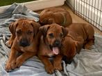 Rhodesian Ridgeback pups, CDV (hondenziekte), 8 tot 15 weken, Meerdere, Meerdere dieren