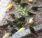 Zwart geel koppels, Dieren en Toebehoren, Vogels | Kanaries, Meerdere dieren, Kleurkanarie