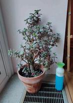 Grote Crassula (vetplant), Ophalen