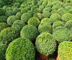 Buxus Buxus & Buxus, Tuin en Terras, Planten | Tuinplanten, Ophalen, Bloeit niet, Overige soorten, Volle zon