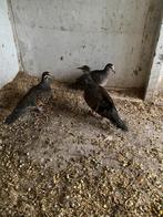 Bronsvleugel, Mannelijk, Kropper