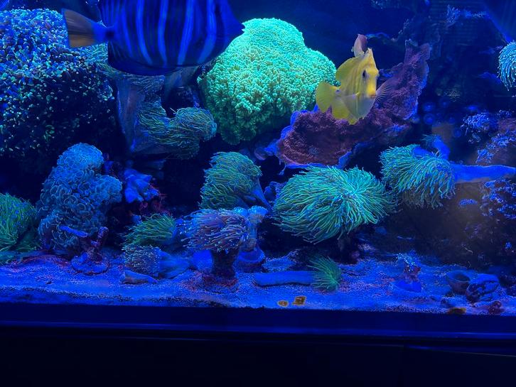 Torch koraal, Dieren en Toebehoren, Vissen | Aquariumvissen, Overige typen