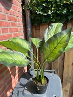 Kunstplant Alocasia (groot) nieuw!, Ophalen of Verzenden, Nieuw, Binnen