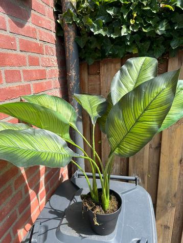 Kunstplant Alocasia (groot) nieuw! beschikbaar voor biedingen