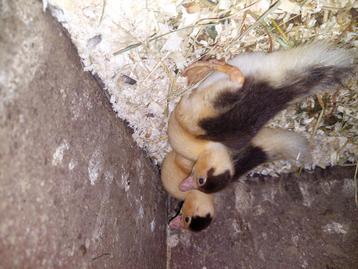 Te koop pulletjes van muskuseenden beschikbaar voor biedingen