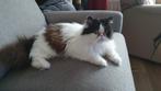 Perzische kater 9 jaar, Dieren en Toebehoren, Kater, Gechipt, 6 jaar of ouder