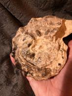 Grote Ammoniet zeer zwaar fossiel, Verzamelen, Mineralen en Fossielen, Ophalen of Verzenden, Fossiel