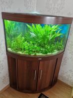 Juwel 190 hoek aquarium, Ophalen, Gebruikt, Gevuld zoetwateraquarium
